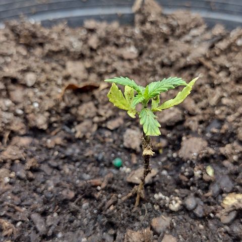 Blue Dream growlog timeline photo