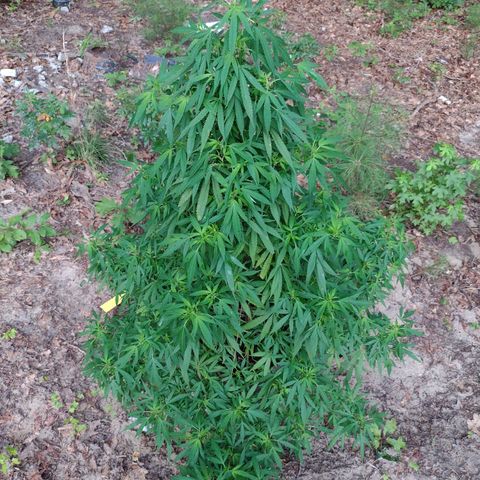 Unknown  growlog timeline photo