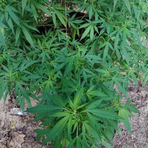 Unknown  growlog timeline photo