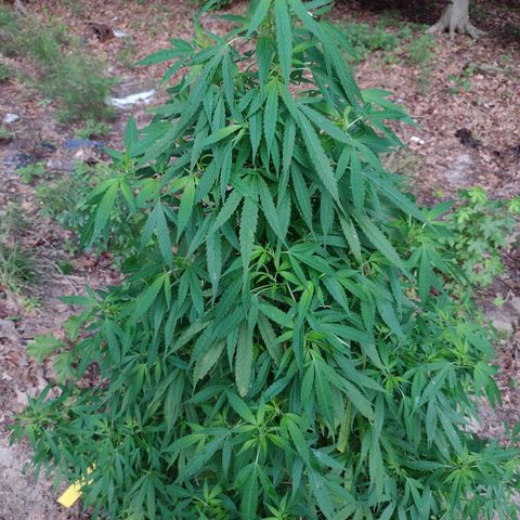 Unknown  growlog timeline photo