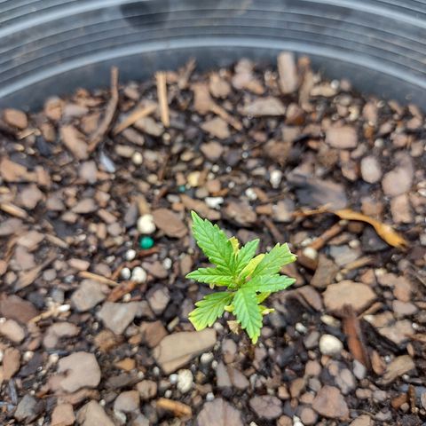 Blue Dream growlog timeline photo