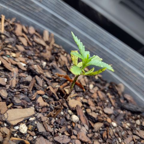 Blue Dream growlog timeline photo