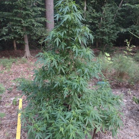 Unknown  growlog timeline photo