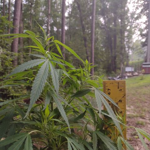 Unknown  growlog timeline photo