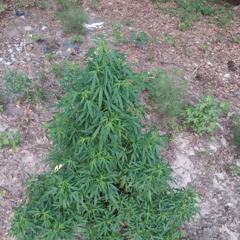 Unknown  growlog timeline photo