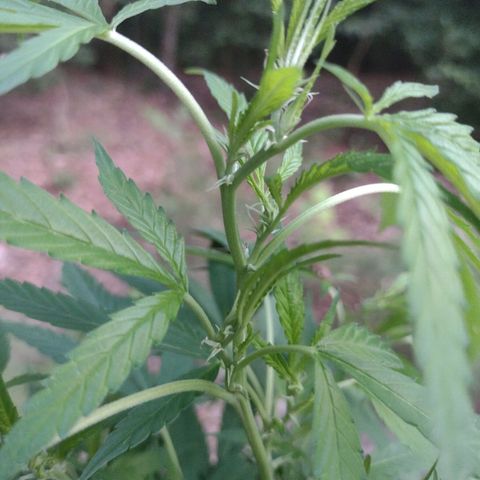 Unknown  growlog timeline photo