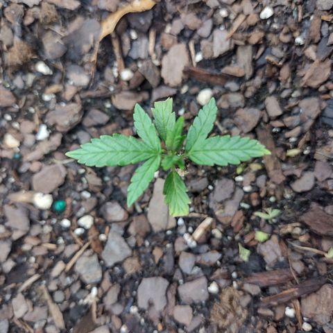 Blue Dream growlog timeline photo