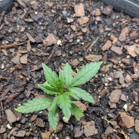 Blue Dream growlog timeline photo