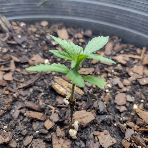 Blue Dream growlog timeline photo