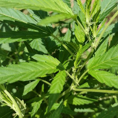 Unknown  growlog timeline photo