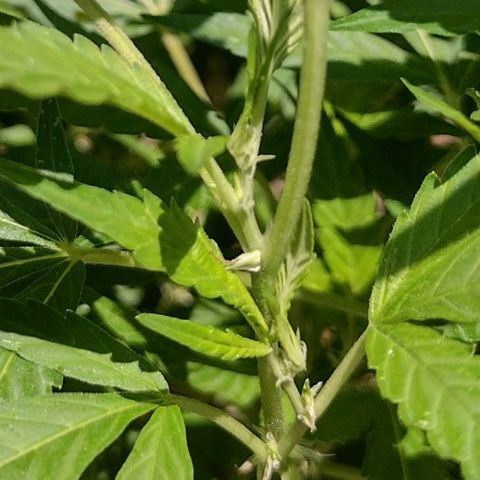 Unknown  growlog timeline photo
