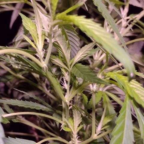 Unknown  growlog timeline photo