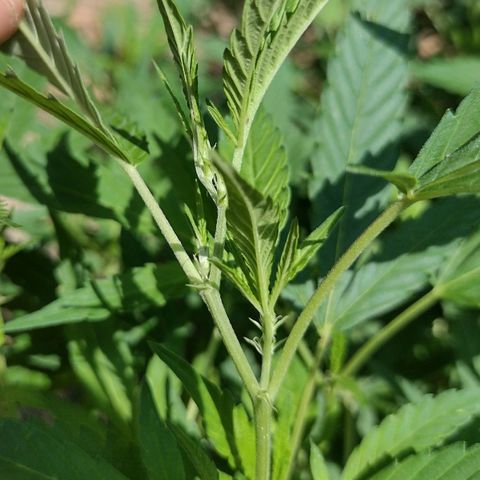 Unknown  growlog timeline photo