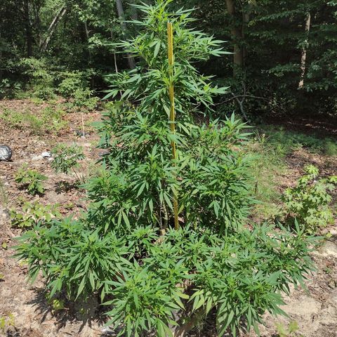 Unknown  growlog timeline photo