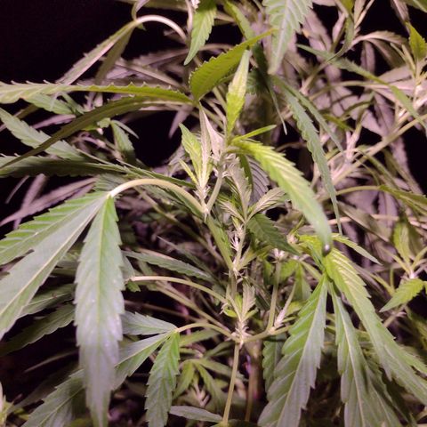 Unknown  growlog timeline photo