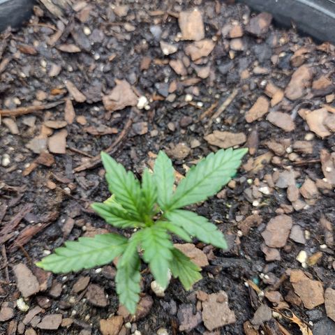 Blue Dream growlog timeline photo