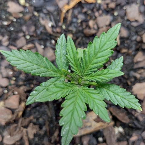 Blue Dream growlog timeline photo