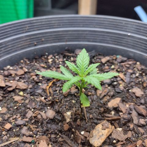 Blue Dream growlog timeline photo