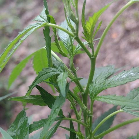 Unknown  growlog timeline photo