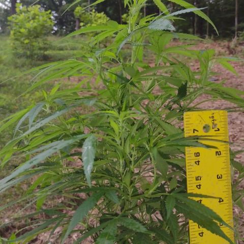 Unknown  growlog timeline photo