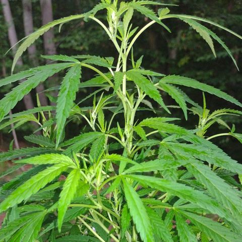 Unknown  growlog timeline photo
