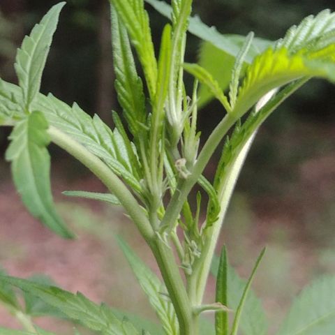 Unknown  growlog timeline photo