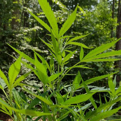 Unknown  growlog photo: A.M Pics. 