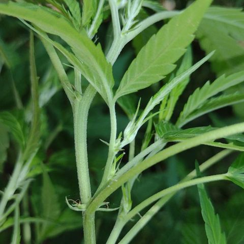 Unknown  growlog photo: A.M Pics. 