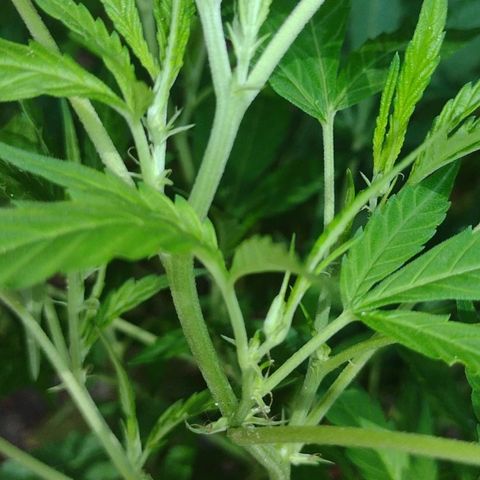 Unknown  growlog photo: A.M Pics. 