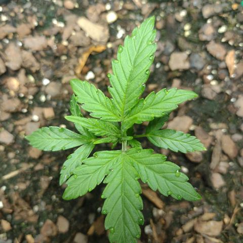 Blue Dream growlog timeline photo