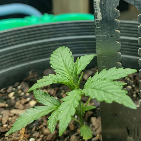 Blue Dream growlog timeline photo
