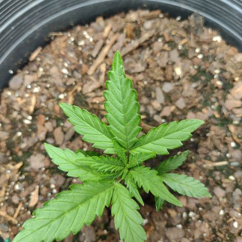 Blue Dream growlog timeline photo