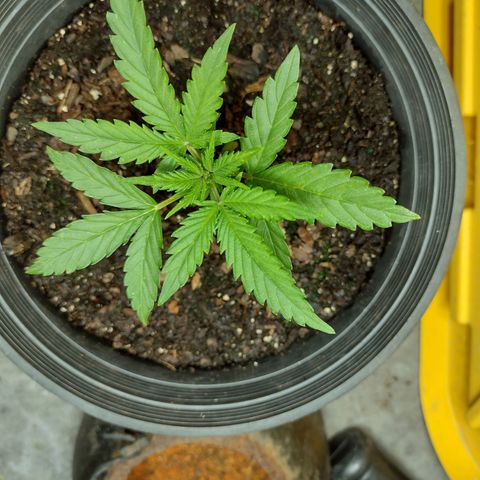 Blue Dream growlog timeline photo
