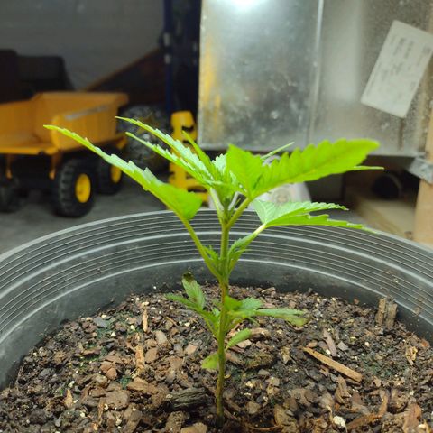Blue Dream growlog timeline photo