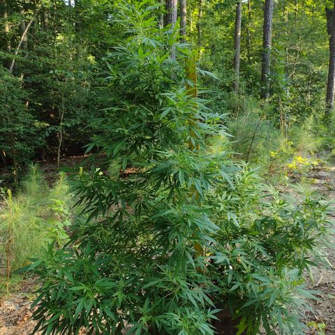Unknown  growlog timeline photo