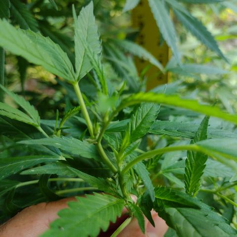 Unknown  growlog timeline photo