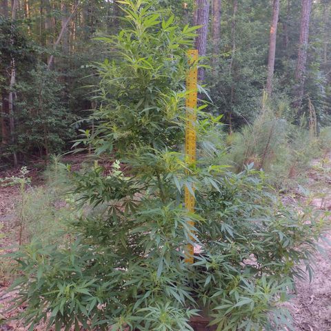 Unknown  growlog timeline photo
