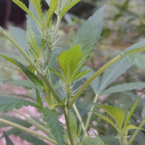 Unknown  growlog timeline photo