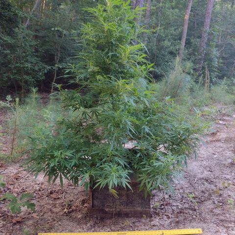 Unknown  growlog timeline photo