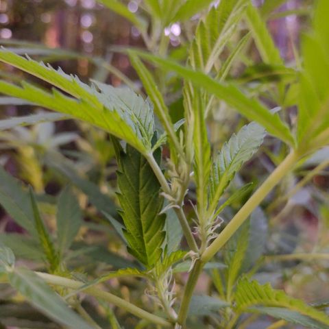 Unknown  growlog timeline photo
