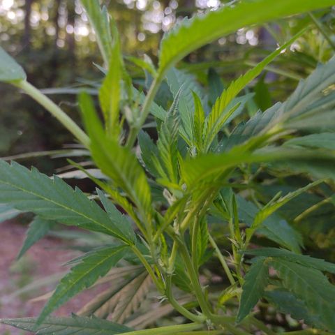 Unknown  growlog timeline photo