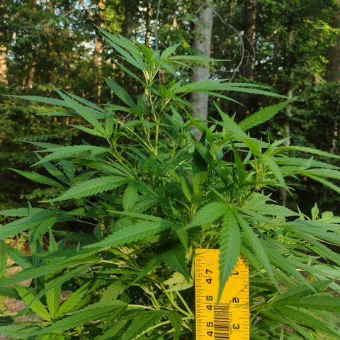 Unknown  growlog timeline photo