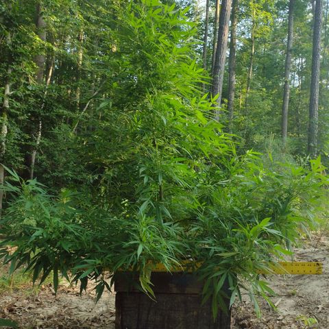 Unknown  growlog timeline photo
