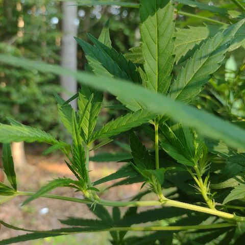 Unknown  growlog timeline photo