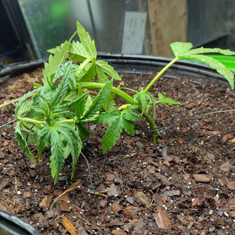 Blue Dream growlog timeline photo