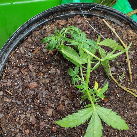 Blue Dream growlog timeline photo