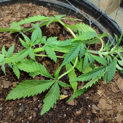 Blue Dream growlog timeline photo