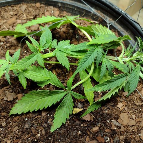 Blue Dream growlog timeline photo