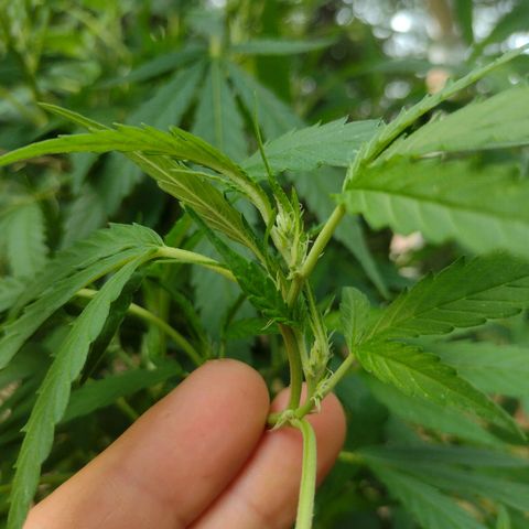 Unknown  growlog timeline photo