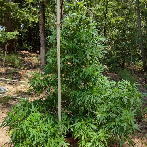 Unknown  growlog timeline photo